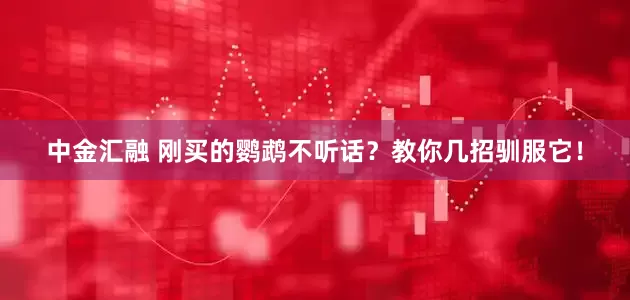 中金汇融 刚买的鹦鹉不听话？教你几招驯服它！